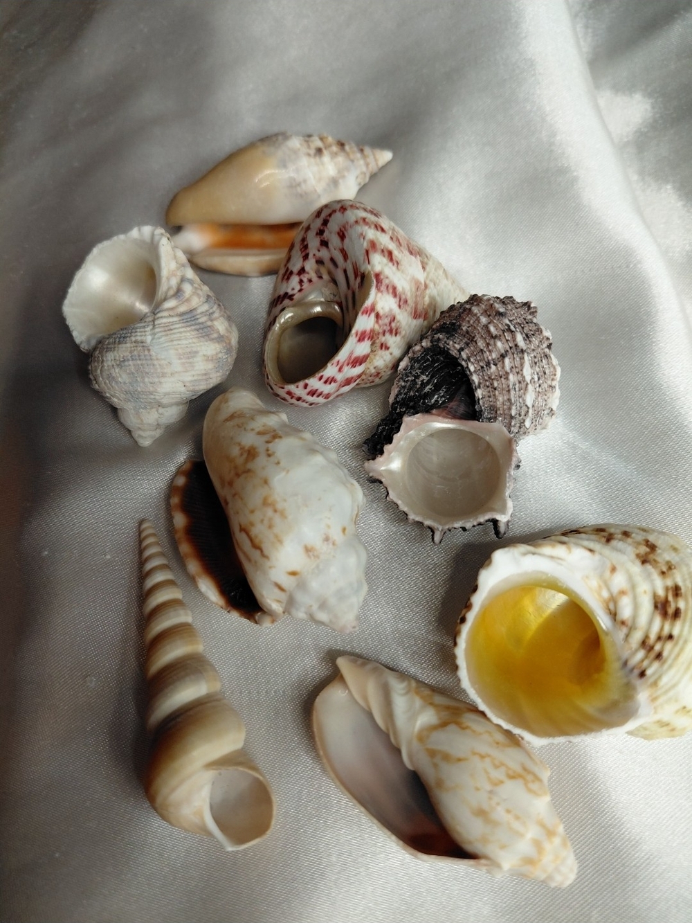 Natural Mixed Decorative CRAFTING Shells - Picture 1 of 2